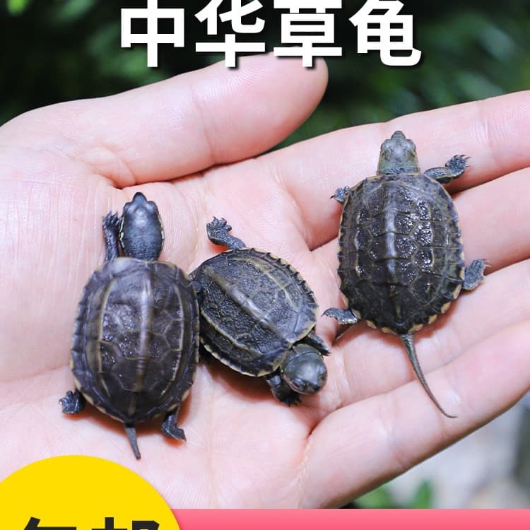 Chinese Grass Turtle Live Small Turtle Outdoor Longevity Pet Ornamental Turtle Water Gold Line Turtle Ink Turtle Grass Turtle Hatchling