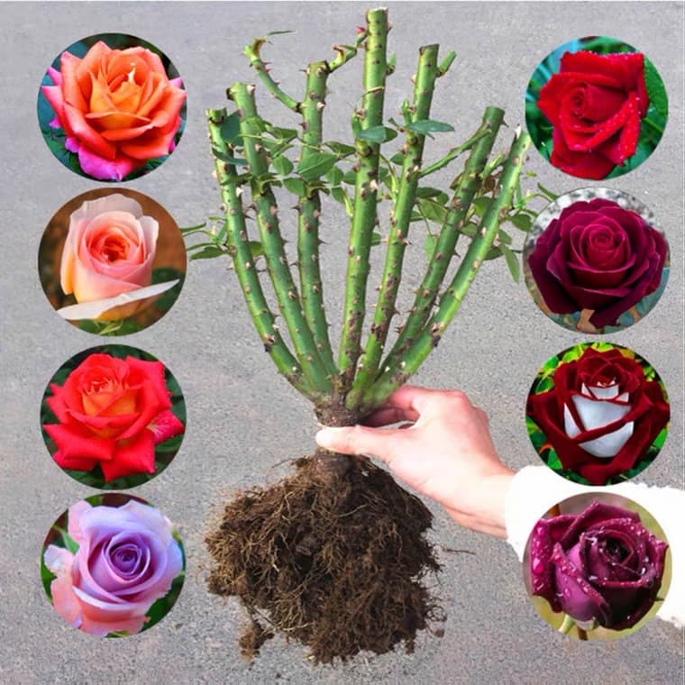 One piece available, rose seedling old stump extra large flower with buds, flower and green plant potted rose, indoor and outdoor