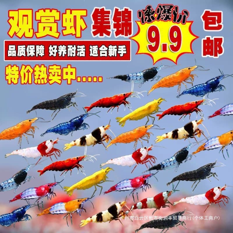 Pet Colorful Ornamental Shrimp Freshwater Fire Red Shrimp Algae Eater Live Cleaner Crystal Shrimp Tool Set