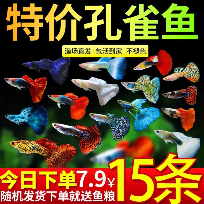 Guppy Live Fish Ornamental Fish Purebred Small Tropical Fish Freshwater Easy to Keep Hardy Fry Ornamental Fish Small Fish