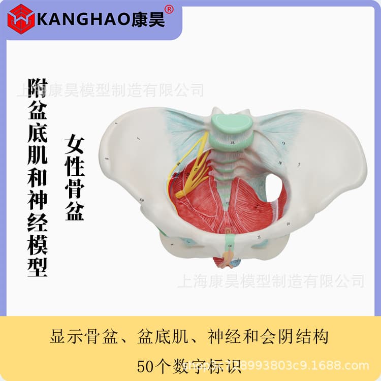 Female pelvis with pelvic floor muscle and nerve model Pelvic floor muscle nerve perineal ligament neuromuscular model