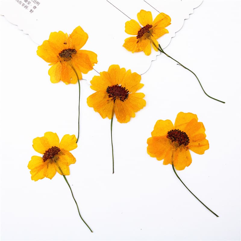Dried Coreopsis with Stem, DIY Dried Flower Material, Real Flower Pressed Plant, Plant Specimen Pressed Flower Bookmark Face Decoration