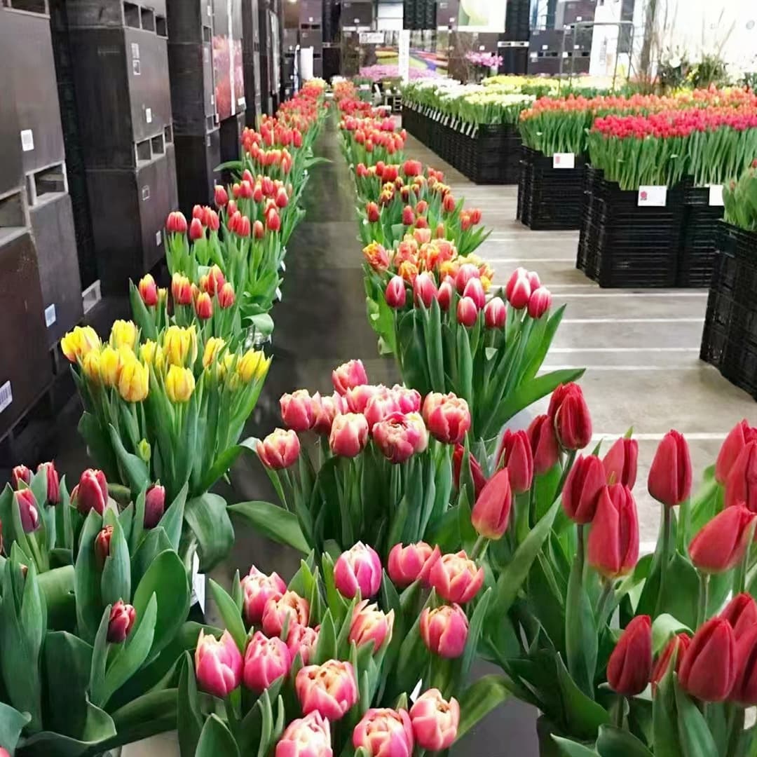 Tulip Bulbs Perennial Flower Seeds for Soil and Water Cultivation Indoor Outdoor Garden Planting Tulip Bulbs