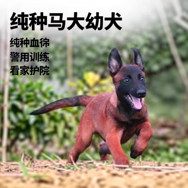 Belgian Malinois Puppy Live Dog Purebred Red Malinois Working Dog Police Dog Guard Dog Wholesale Large Dog