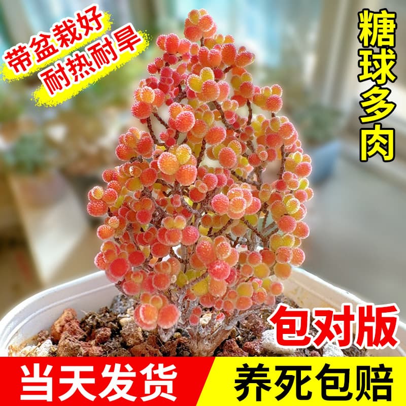 Sugar Ball Branch Stem Fanxing Succulent Plant Small Potted Rare Variety Precious Green Plant Easy to Care For