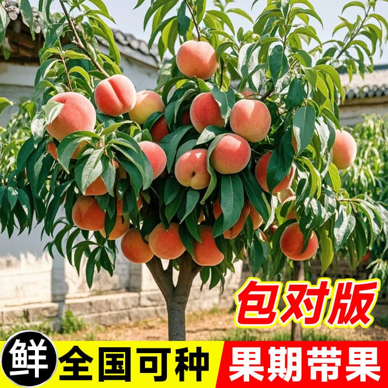 Peach seedlings, authentic Fenghua, Wuxi, and Yangshan peach seedlings, grafted peach trees planted in the ground, bearing fruit in the same year.