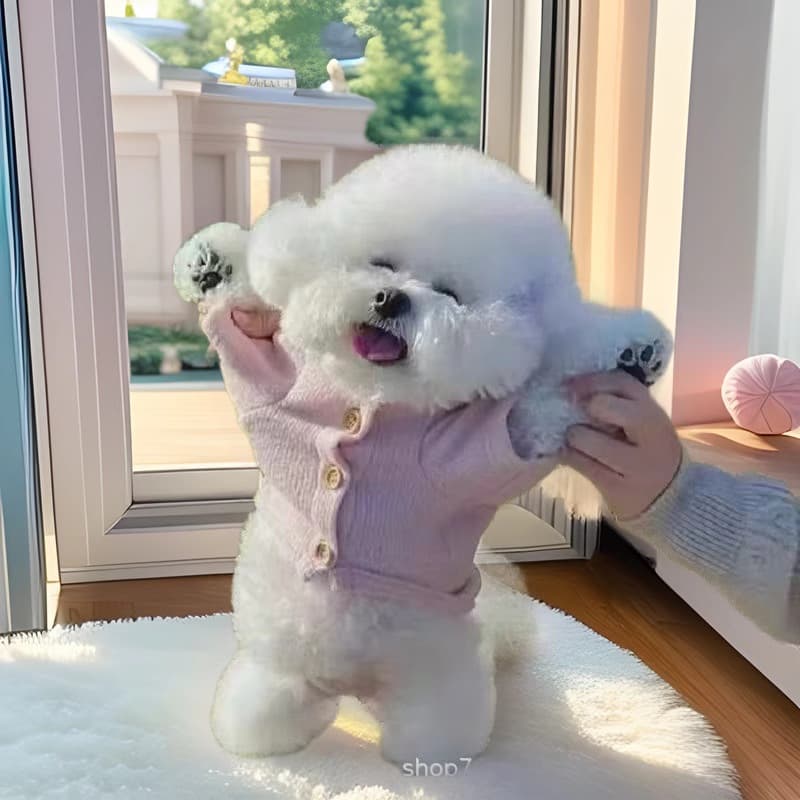 Wholesale Purebred Bichon Frise Puppies, Domestic Small Breed Dogs, Live Cute Non-Growing Dual Bloodline Live Animals, Super Cute Real Dogs
