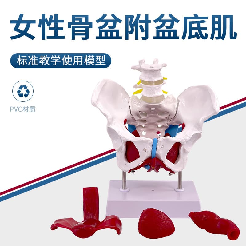 Female Pelvic Reproductive Anatomy Model Pelvic Structure Two Lumbar Vertebrae Pelvic Girdle Pelvic Floor Muscles Medical Teaching Aid