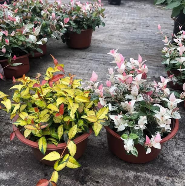 Variegated Stonecrop, Golden Stonecrop in 18cm Pot, Colorful Leaf Hanging Plant, Heat and Cold Tolerant Flower