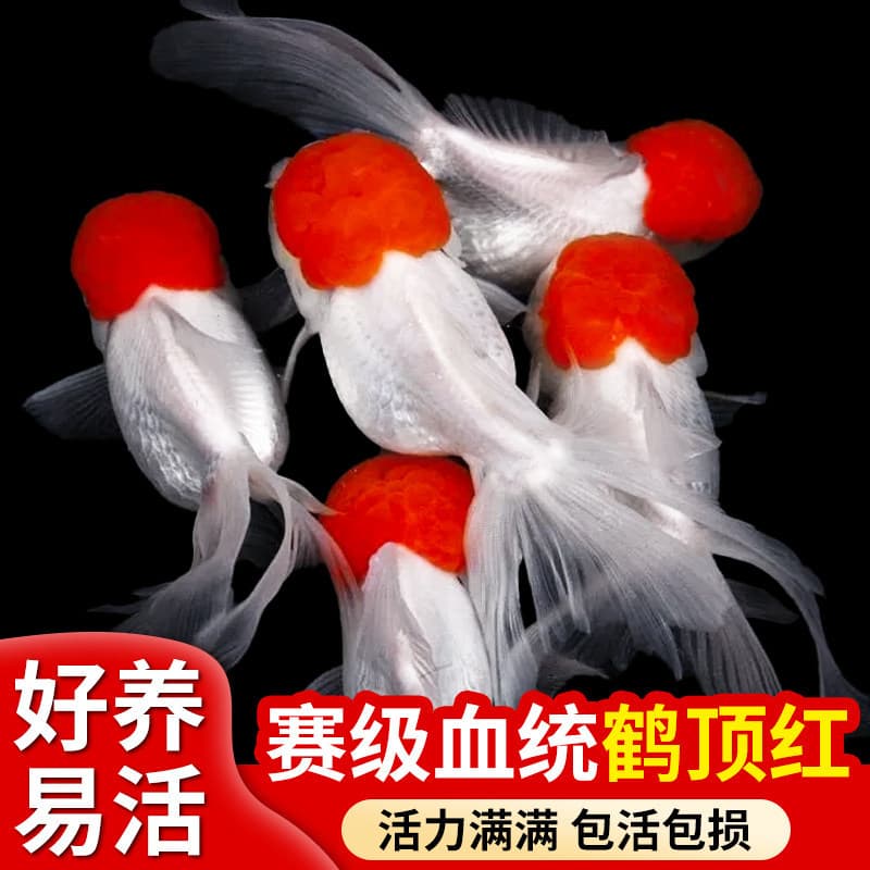 Red-headed goldfish live fish Heding Honghongyun head Danding cold water freshwater small fish is durable and good at raising fry and ornamental fish