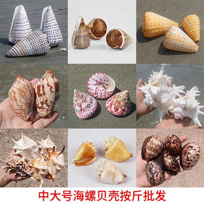 Natural Shell Conch Thousand-Hand Snail Home Decoration Fish Tank Landscaping Cone Shell Medium-Large Size Wholesale by Pound