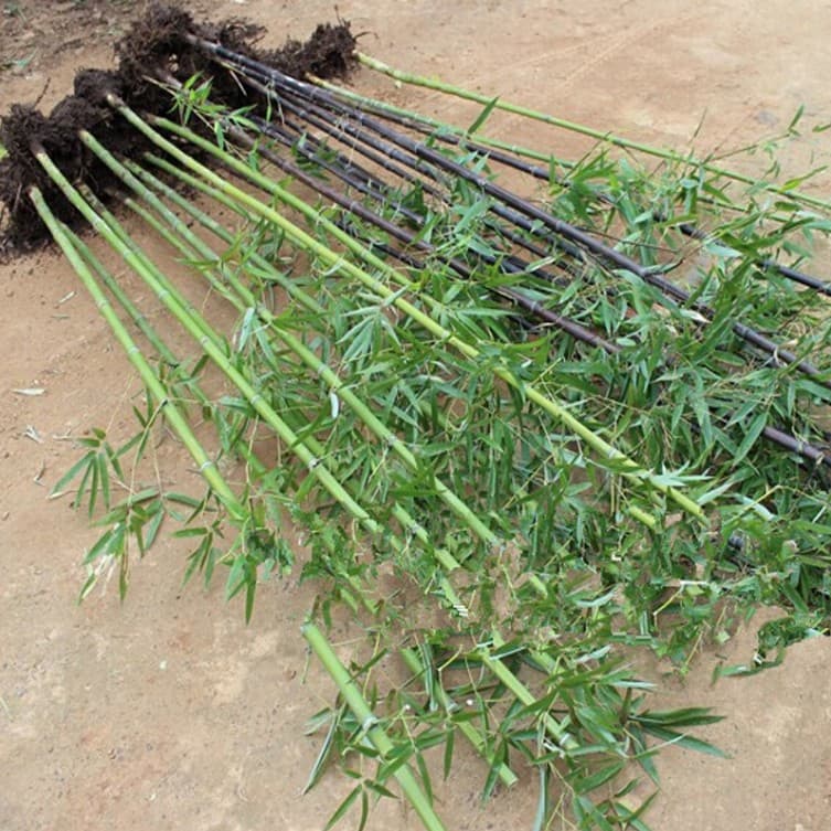 Garden Plants: Gold-inlaid-Jade Bamboo, Purple Bamboo, Green Bamboo, Moso Bamboo, Buddha Bamboo, Potted Green-inlaid-Gold Bamboo