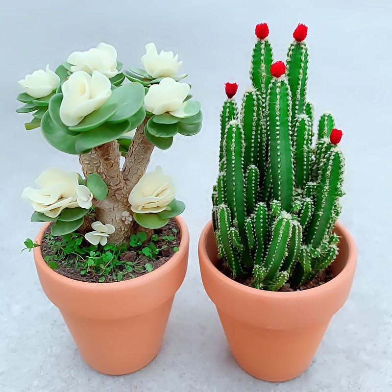 Money Wood Succulent Plant Indoor Potted Money Tree Living Room Green Plant Easy to Grow Cactus Flowers All Year Round