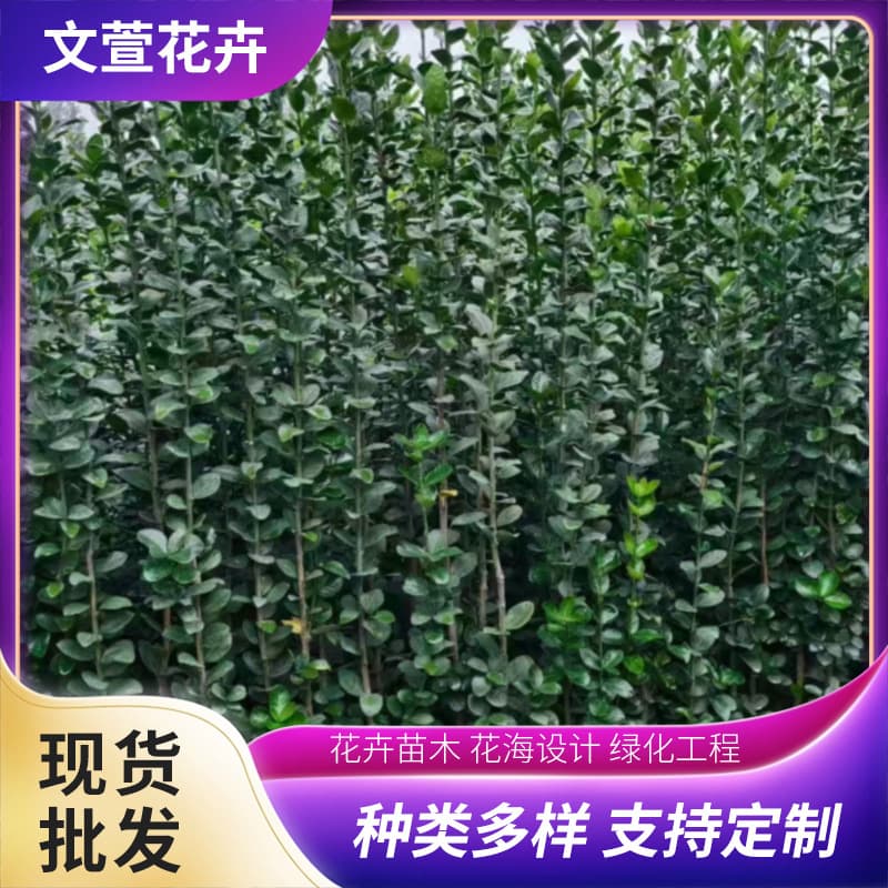 Hokkaido Holly Municipal Road Greening Project Nursery Stock Wholesale Courtyard Fence Seedlings Large-Leaf Boxwood Saplings