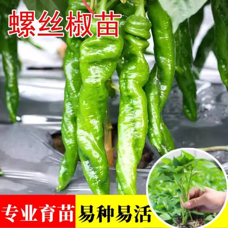 Spicy and extra-large screw pepper seedlings, high-yield, fragrant and spicy, thin-skinned screw peppers, potted vegetable seedlings for southern regions.