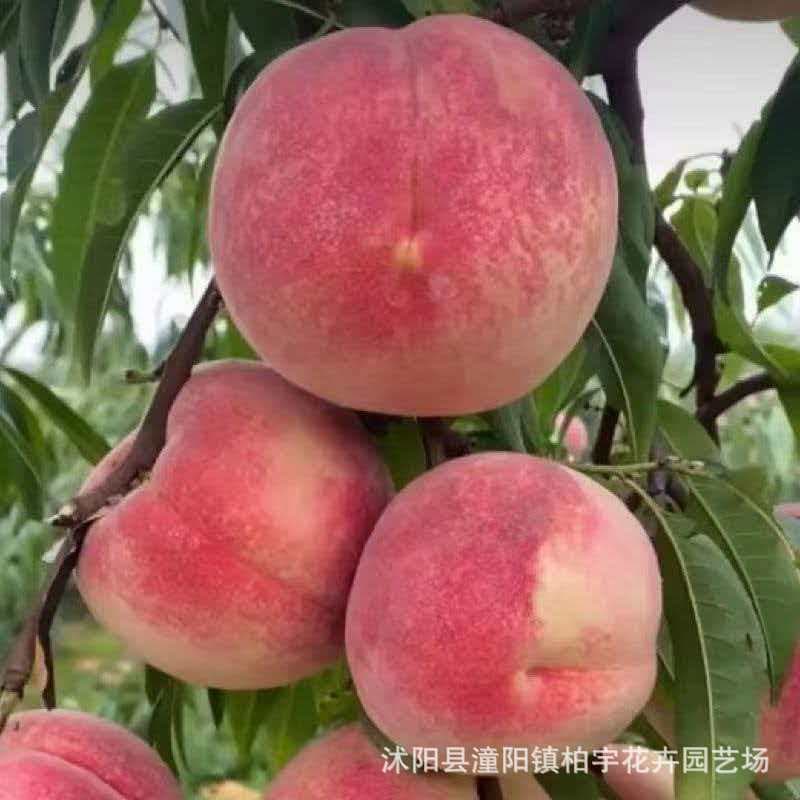 Cross-border packet seeds, peach tree seeds, peach seeds, yellow peach seeds, nectarine seeds, flat peach seeds, easy to grow