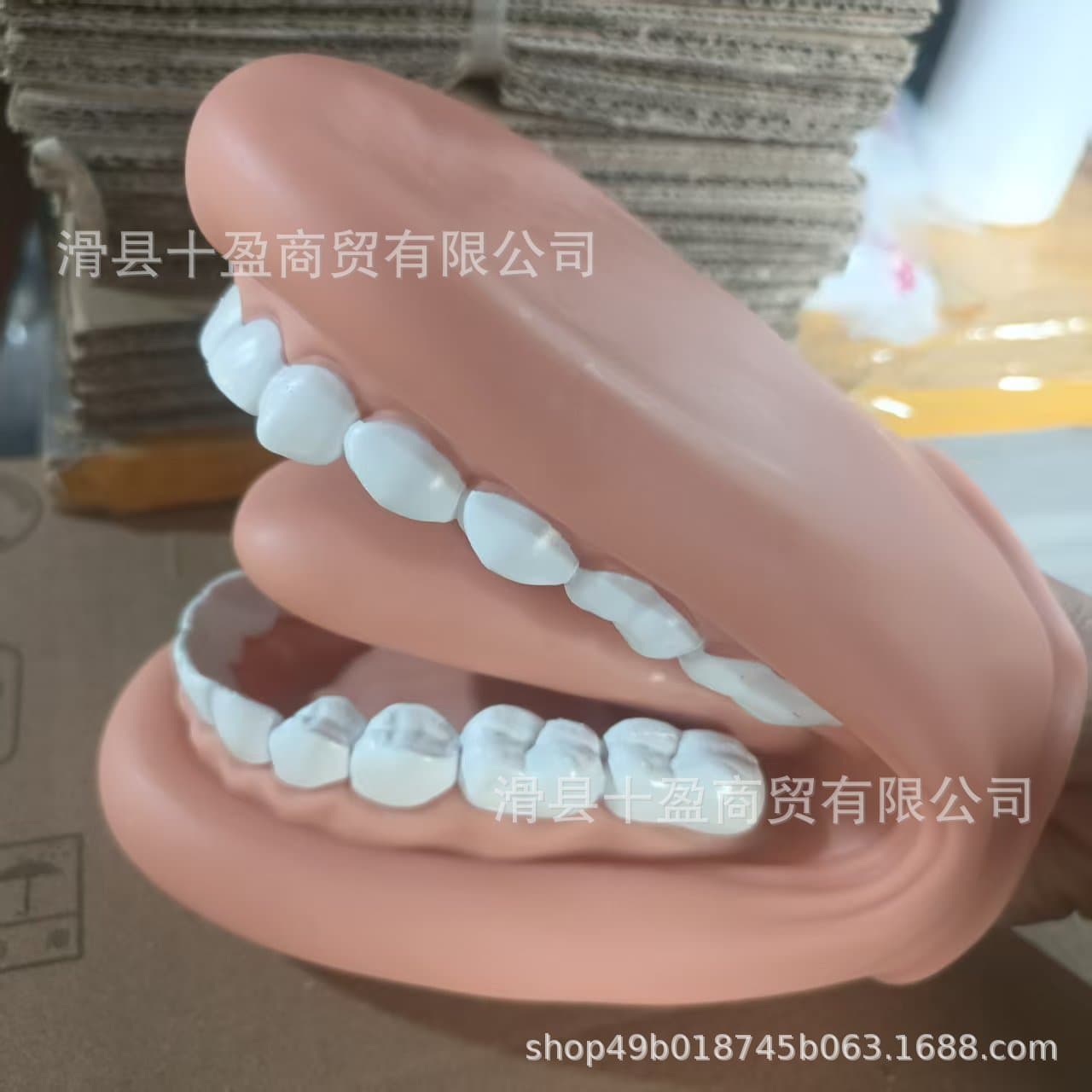 Tooth Model Oral Teaching Dental Artificial Teaching Aids Kindergarten Learning Brushing Medicine Kidsren's Pronunciation Demonstration Handheld