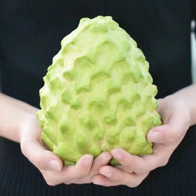 Sugar Apple Seeds, Custard Apple Seeds, Zhanglin Linqin, Rootstock for Grafted Pineapple Sugar Apple, Native Sugar Apple Seeds