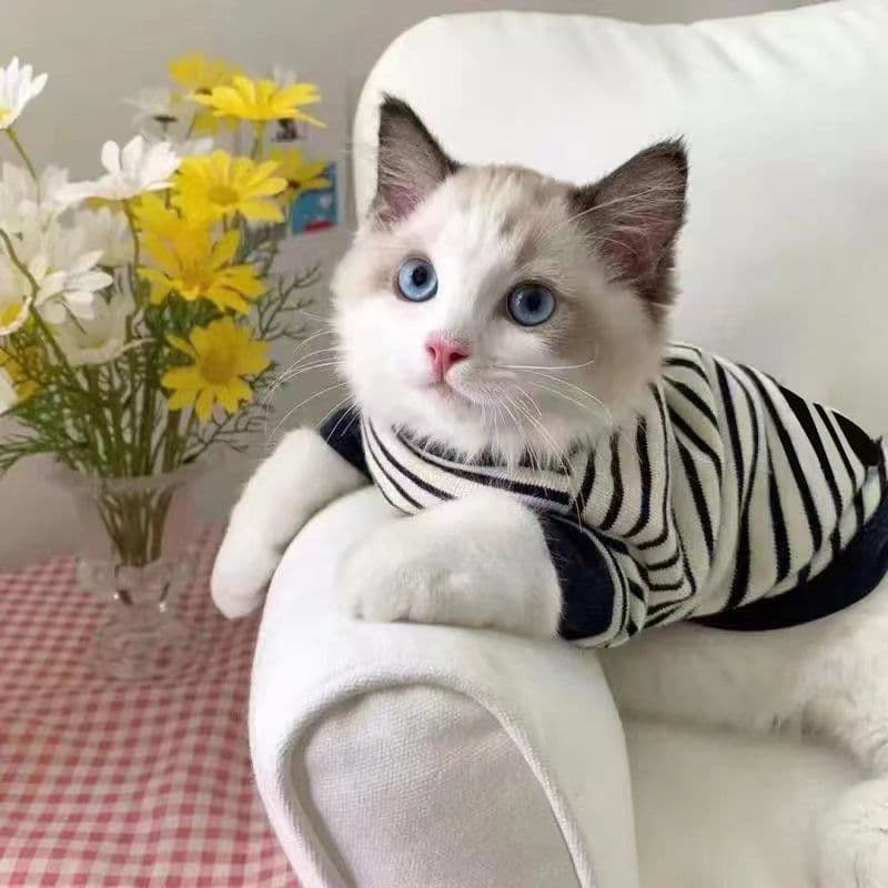 Summer Ins Pet Dog Cat Clothing, Fashionable Thin Summer Short Sleeve Two-Leg Sweatshirt for Ragdoll Cats