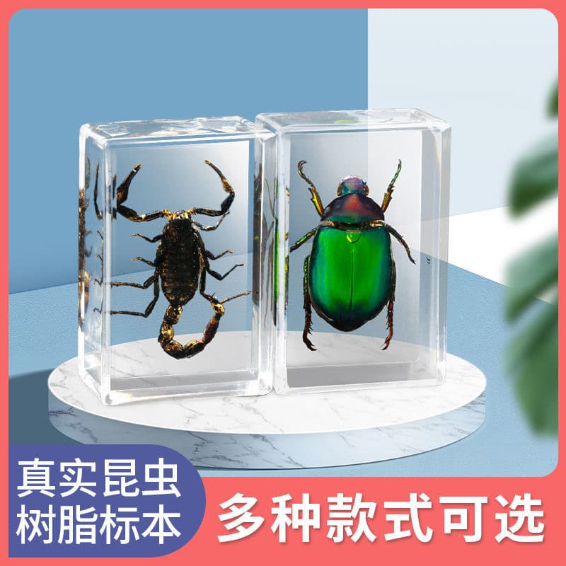 Factory Direct Small Animal Insect Specimen Resin Marine Animal Amber Specimen Scorpion Spider Crab Beetle