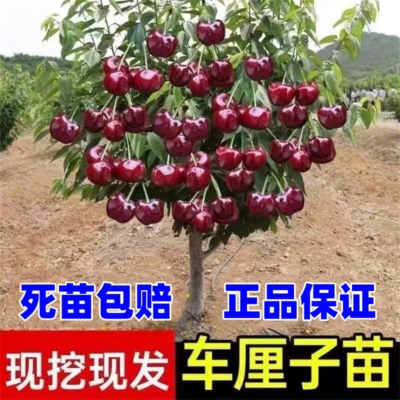 Cherry Tree Seedling for Planting in South and North, Potted Garden Fruit Tree, Authentic Grafted Large Cherry Tree Seedling