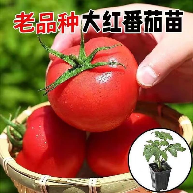 Tomato Seedlings Seeds Large Tomato Seeds Vegetable Seedlings Dwarf Black Seedling Millennium Cherry Tomato Potted Plant