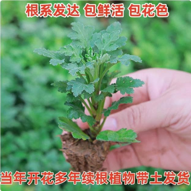 Large Chrysanthemum Seedlings, 9.8 Yuan for 10 Plants, Edible and Blooms All Seasons, Potted Chrysanthemums for Indoor and Outdoor Balconies and Gardens