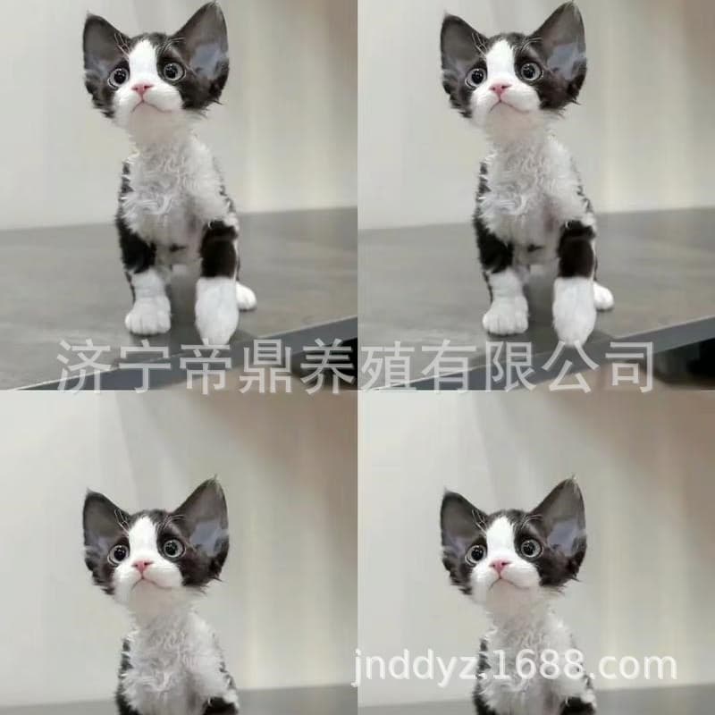 Custom Small Black and White Devon Rex Kitten Live Pet Cat, Open-faced Devon Rex Direct from Breeder
