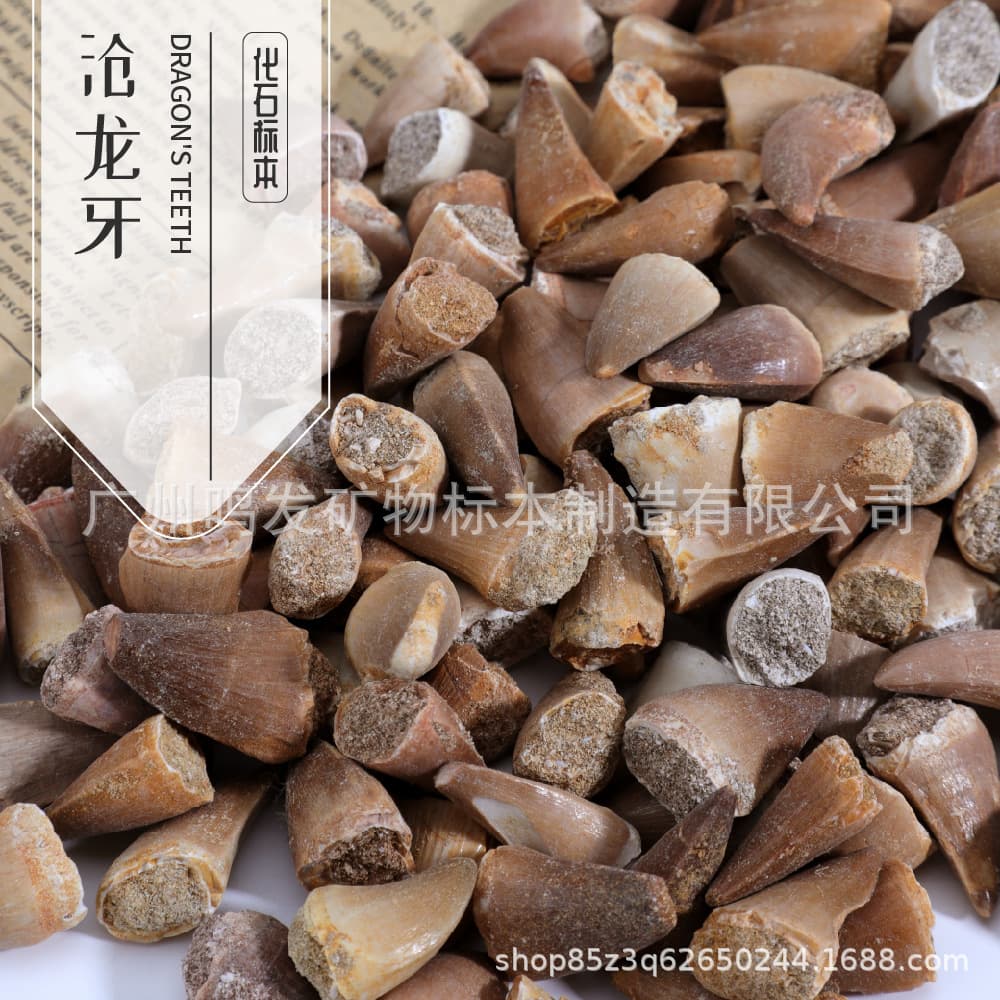 Manufacturer supplies natural shark tooth fossils, mosasaurus teeth, paleontology shark teeth, marine biology teaching and popular science.