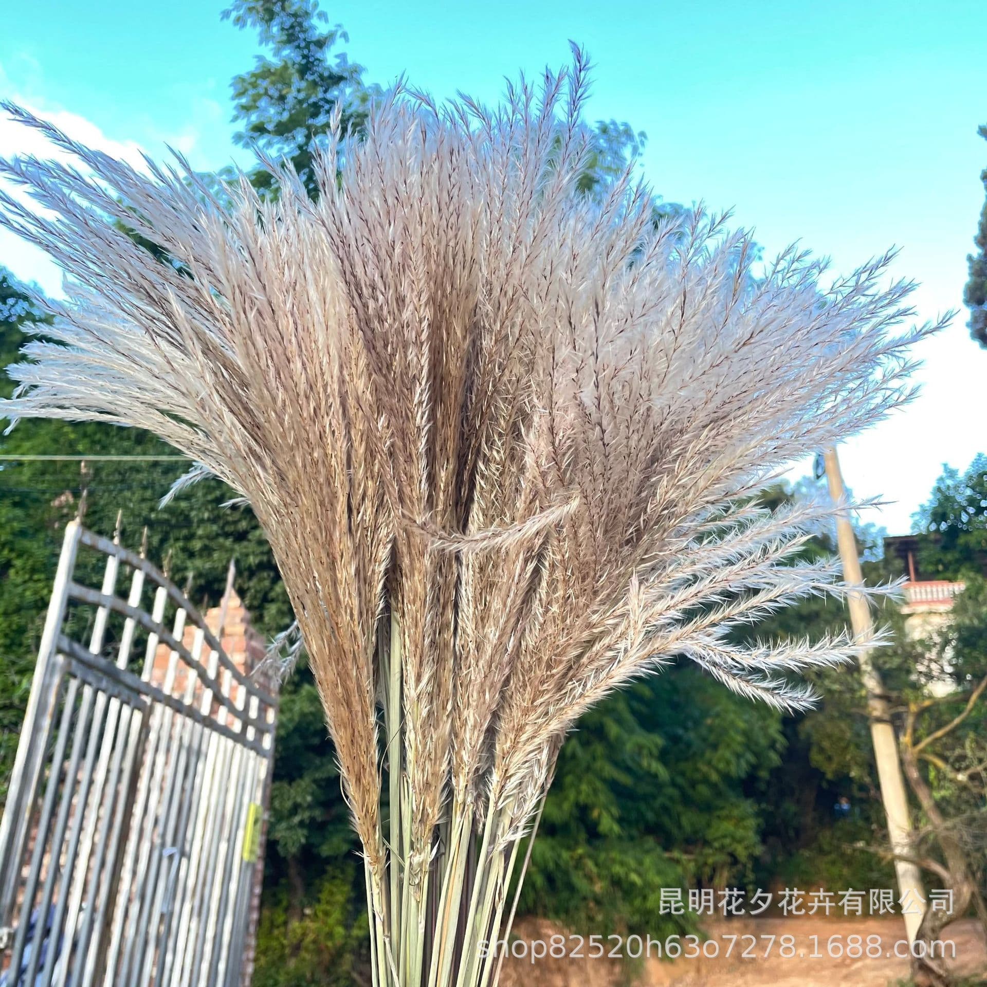 Soft Small Reed Whisk Broom Dried Flower Bouquet Home Floral Arrangement Decoration Material