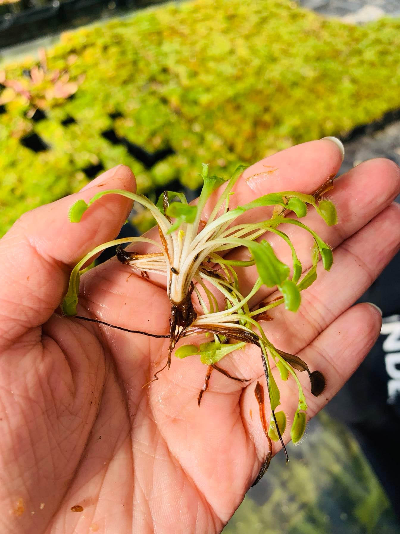 ✅ Carnivorous plants, various Venus Flytrap bare-root seedlings, clearance at 1 yuan each, greenhouse relocation [minimum 10 plants].