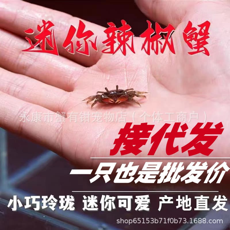 Chili Crab, Fiddler Crab, Mini Chili Crab, Live Small Crabs, Pet Crabs, Ornamental Crabs, Red Crabs, Wholesale Fiddler Crabs