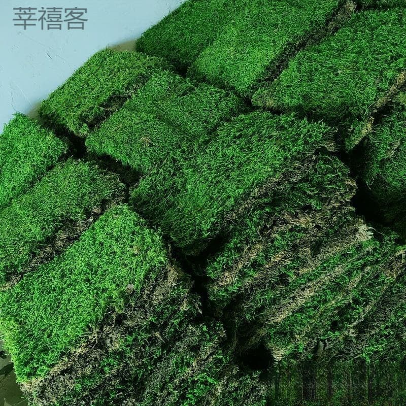 Fresh Moss Square White Hair Moss Artificial Short Velvet Small Gray Moss Garden Tank Landscaping Green Moss Rainforest Tank