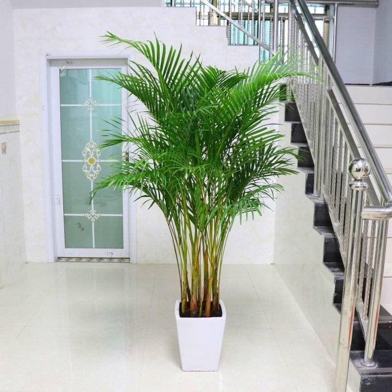 Areca Palm Potted Plant, Hawaiian Bamboo, Phoenix Bamboo, Indoor Flowering Green Plant, Dwarf Coconut Palm, Indoor Large Potted Plant