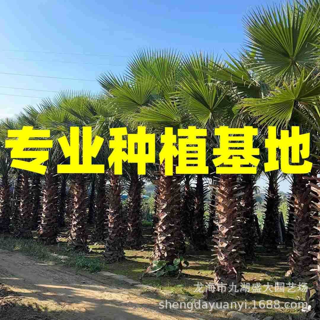 Jiangsu Washington Palm Images, Shanghai Old Man Palm Quotation, Zhejiang Old Man Palm Wholesale, Hubei Chinese Palm Price
