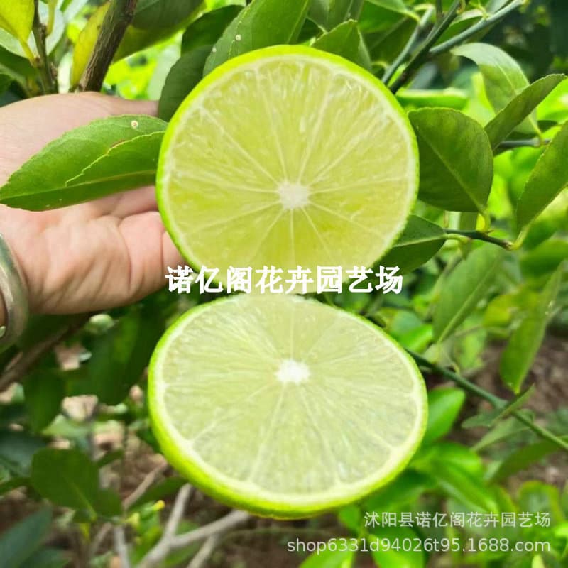 Seedless fragrant lemon seedlings from Taiwan and Guangdong, suitable for planting in the ground or in the south, and can be grown in pots.