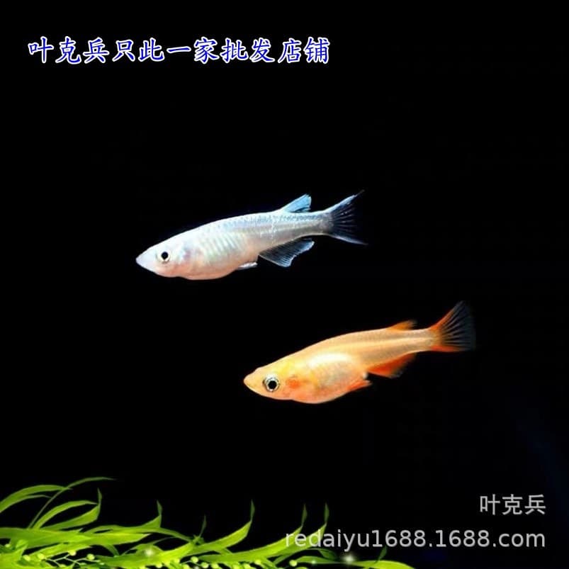 Cold-water ornamental fish that can withstand low temperatures and survive freezing: Medaka (white-backed), Platinum Medaka, Golden Medaka, Orange-red Medaka.