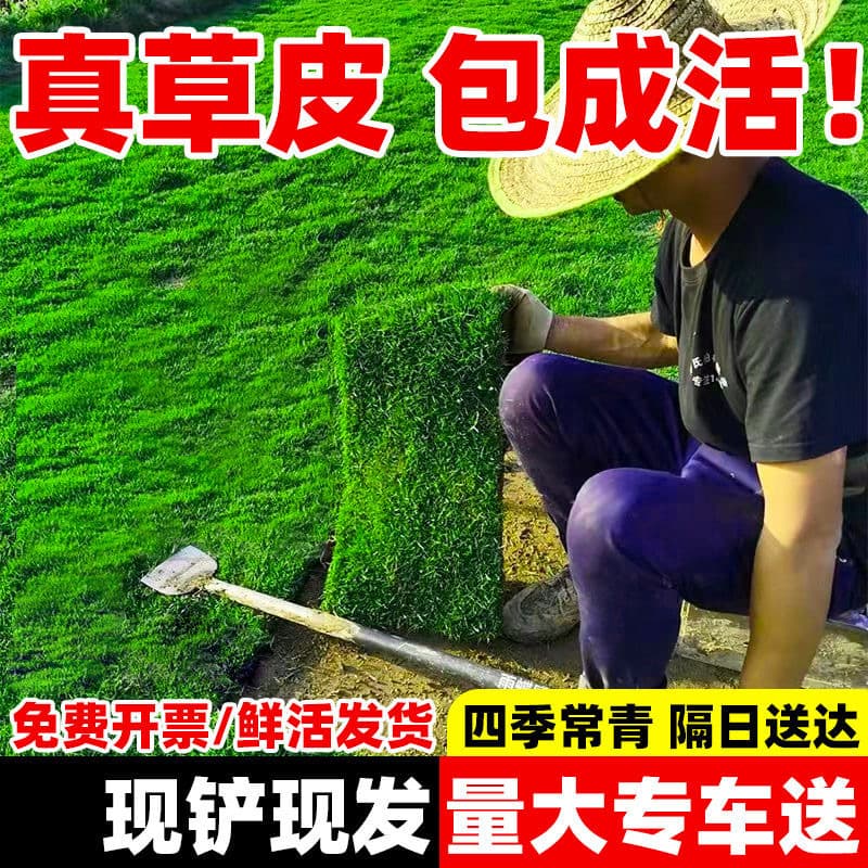 Sod with soil for villa garden landscaping, four-season green, putting green grass, Taiwan grass, Manila grass with soil