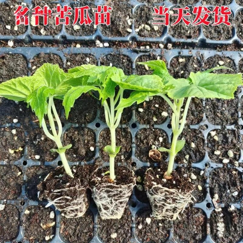High-Yield Bitter Gourd Seedlings, Warty Green Bitter Gourd Seedlings with Soil, Large-Fleshed Bitter Gourd Seeds, Spring Vegetable Seedlings, White Wax Gourd Seedlings