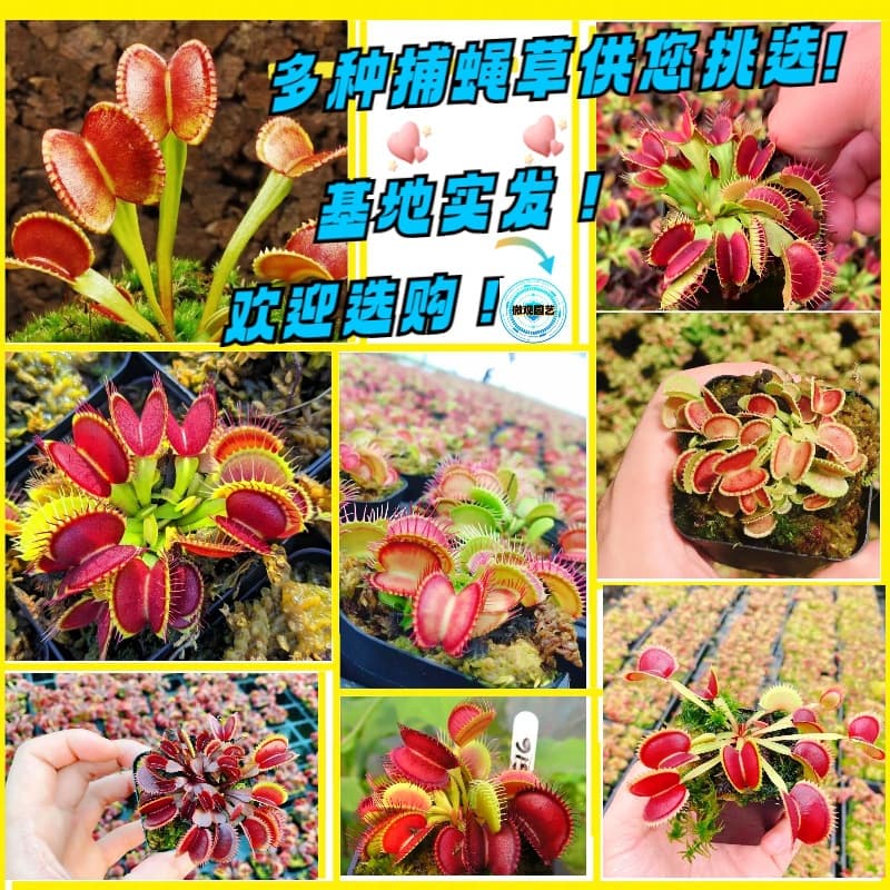 Venus Flytrap Pitcher Plant Carnivorous Plant Mosquito Repellent Plant Large Bug-Eating Plant Fun Potted Plant