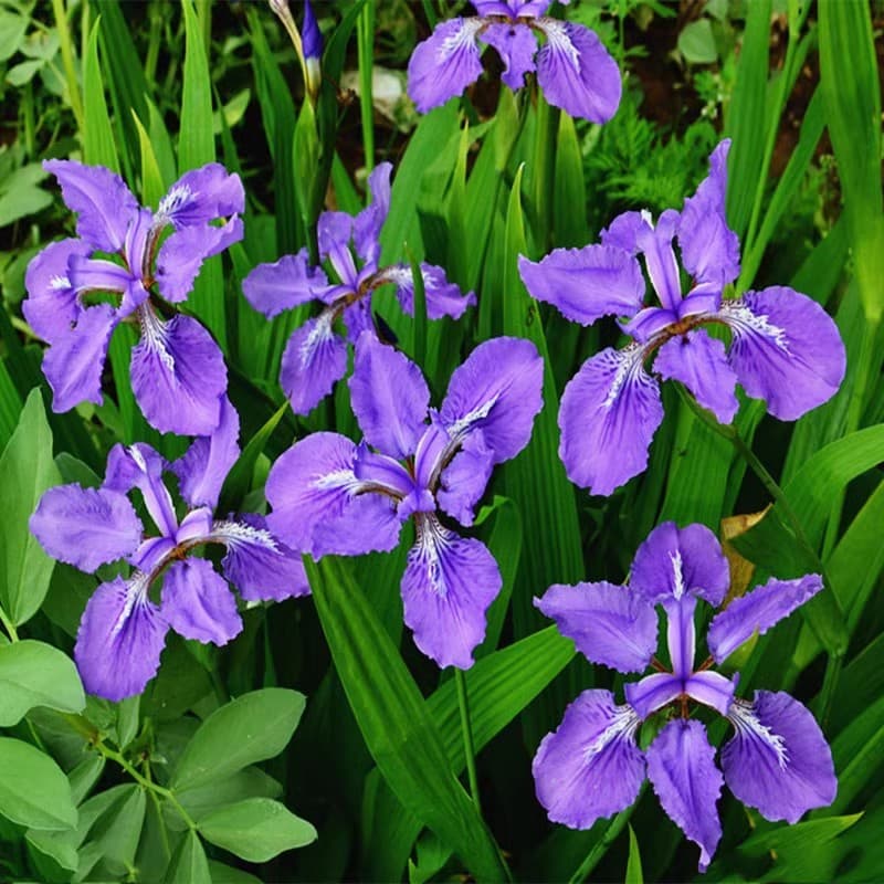 Blue Iris Seedlings, Butterfly Orchid Seedlings, Swallowtail Flowers, Park River Greening Plants, Landscape Grass Flower Seedlings, Flower Beds