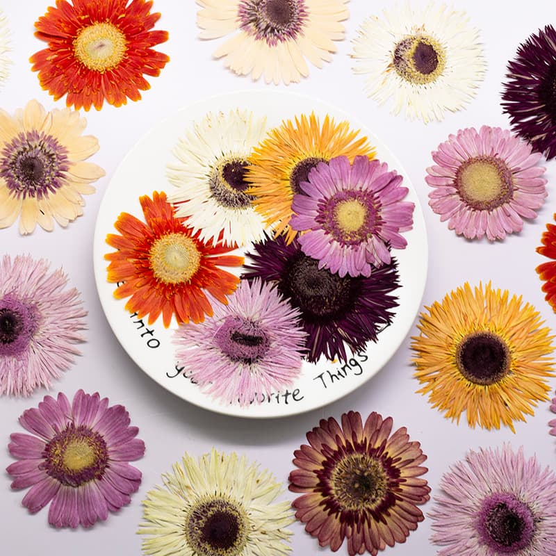 Gerbera Dried Flower Pressed Flower DIY Material Kit for Resin Phone Case, Scented Candle, Nail Art, Photo Props, Petal Makeup
