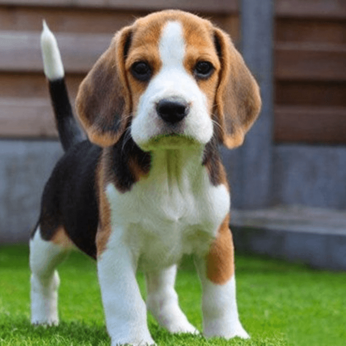 Beagle Puppy Purebred Big Ears Basset Hound Live Young Dog Rabbit Hunter Beagle Dog Pet Dog