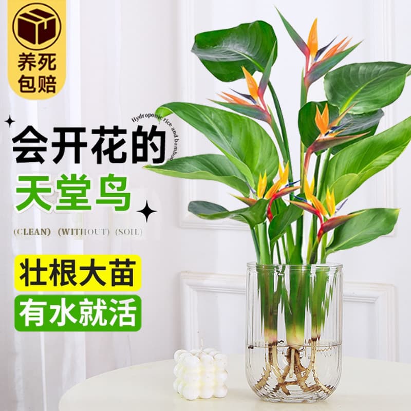 Hydroponic Bird of Paradise Plant Potted Desktop Evergreen Indoor Large Leaf Shade Tolerant Living Room Greenery