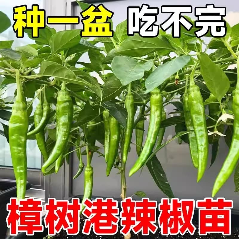 Line pepper seedlings for balcony pot planting, easy to grow thin-skinned pepper, Hangzhou pepper seedlings, spring garden vegetable seedlings