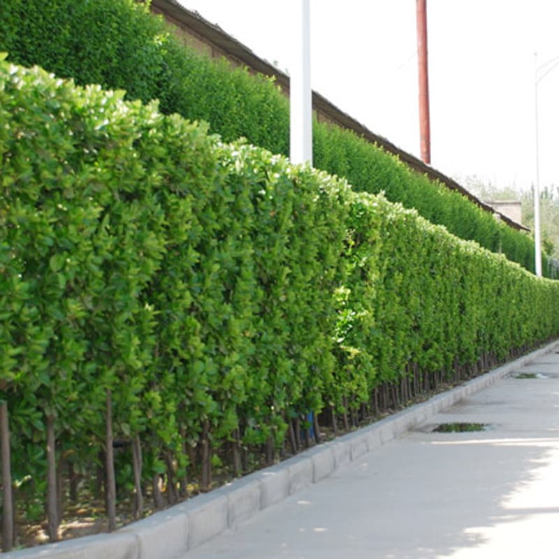 Garden hedge plant holly seedlings, evergreen hedge fence upright Hokkaido large-leaved boxwood seedlings, cold-resistant
