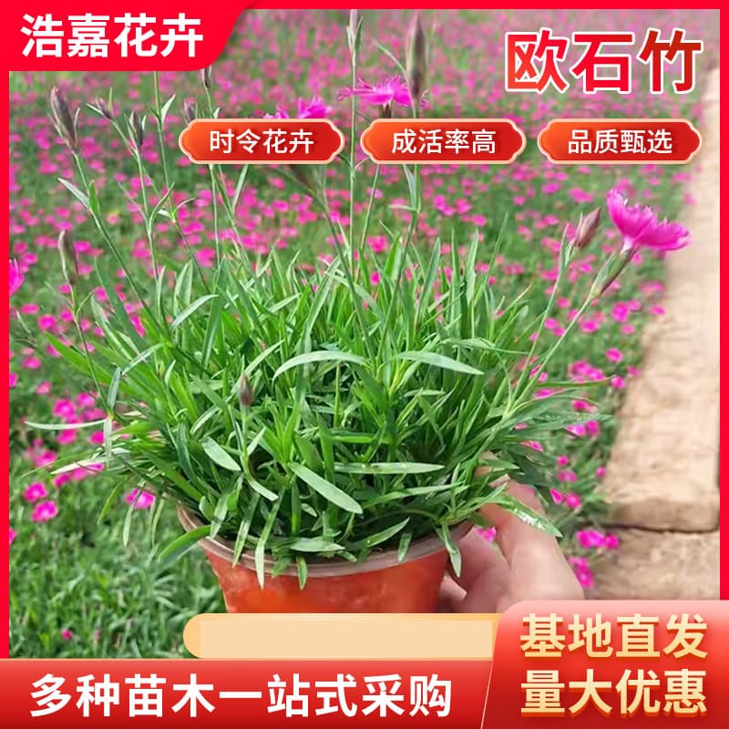 European Stonecrop Flower Potted Plant Rainbow Stonecrop Potted Plant Plug Seedling European Stonecrop Seedling Potted Plant European Stonecrop