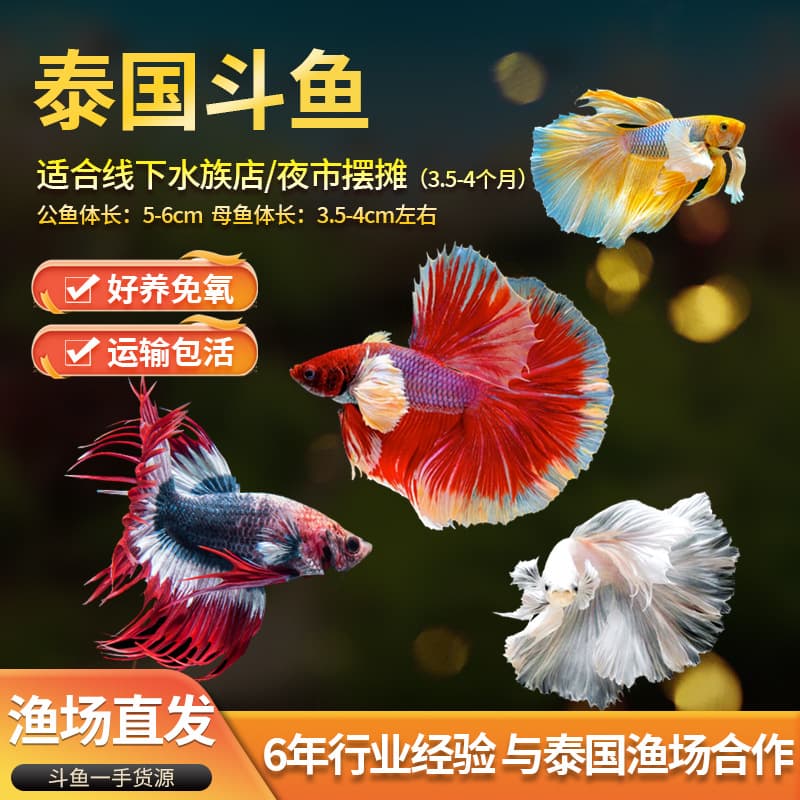 Thai imported betta fish, tropical ornamental fish, pure white half-moon general, light-colored male and female live betta fish, various varieties.
