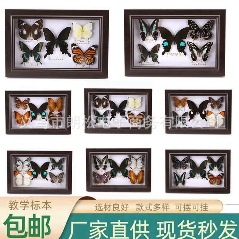 Real Butterfly Specimen Artwork Framed Wall Decor Home Decoration Ornament Birthday Gift Butterfly Display