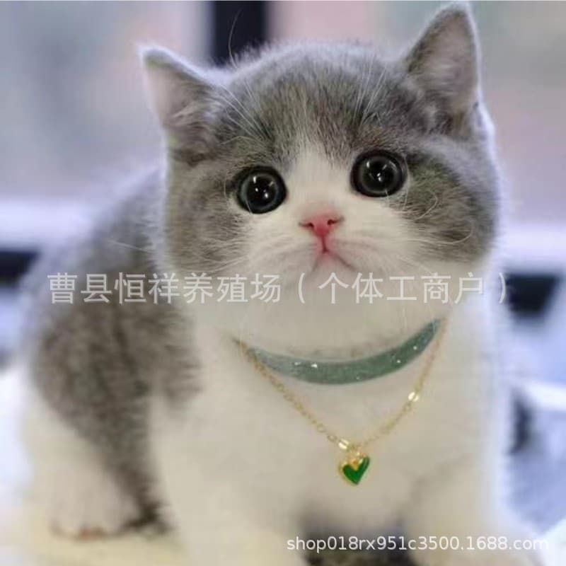 Live British Shorthair Blue and White Kittens, Munchkin Kittens, Blue and White Napoleon Kittens, Live Kittens